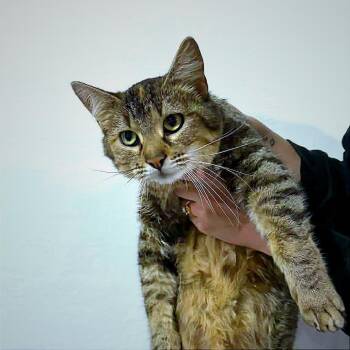 Domestic Short Hair Cats Available for Adoption in Hannibal, Missouri - Robbie | PetCurious