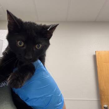 Tywin -  Domestic Short Hair Cat for Adoption in Columbiana, Alabama - Tywin | PetCurious