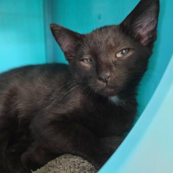 Fozzie -  Domestic Short Hair Cat for Adoption in Oshkosh, Wisconsin - Fozzie | PetCurious