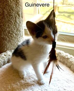 Domestic Short Hair Cats Available for Adoption - Guinevere | PetCurious