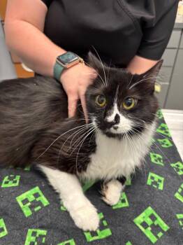 Sue Ellen -  Domestic Long Hair Cat for Adoption in Bloomington, Indiana - Sue Ellen | PetCurious