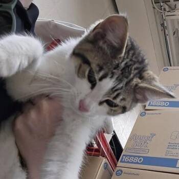 Ollie -  Domestic Short Hair Cat for Adoption in South Bend, Indiana - Ollie | PetCurious