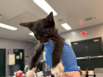 A1931529 -  Domestic Short Hair Cat for Adoption in Thousand Palms, California - A1931529 | PetCurious