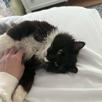Bruce Wayne -  Domestic Medium Hair Cat for Adoption in Bentonville, Arkansas - Bruce Wayne | PetCurious