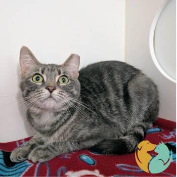 Domestic Short Hair Cats Available for Adoption in Toledo, Ohio - Slim | PetCurious