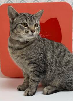 Tabby Cats Available for Adoption - Guthrie | PetCurious