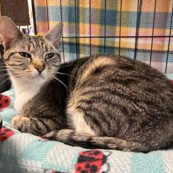 Olivia -  Domestic Short Hair Cat for Adoption in Stanhope, New Jersey - Olivia | PetCurious