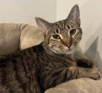 Domestic Short Hair Cats Available for Adoption in Liverpool, Texas - Cordelia & Enza | PetCurious