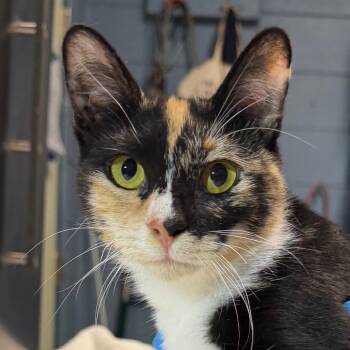 Amber -  Domestic Short Hair Cat for Adoption in Providence, Rhode Island - Amber | PetCurious