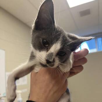 Teeter Totter -  Domestic Short Hair Cat for Adoption in Bristol, Indiana - Teeter Totter | PetCurious