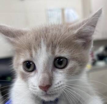 Snickerdoodle -  Domestic Short Hair Cat for Adoption in Westland, Michigan - Snickerdoodle | PetCurious