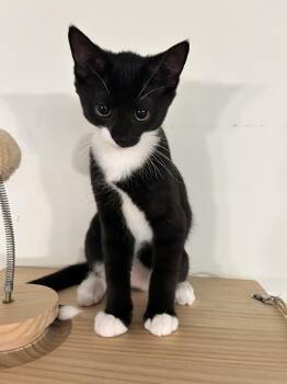 Raven -  Domestic Short Hair Cat for Adoption in Catasauqua, Pennsylvania - Raven | PetCurious