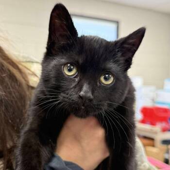 Rescue Domestic Short Hair Cats for Adoption in Martinsville, Virginia - Bojangles | PetCurious