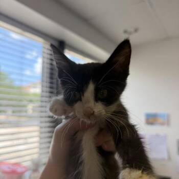 Ziti Alfredo 16 -  Domestic Short Hair Cat for Adoption in Austin, Texas - Ziti Alfredo 16 | PetCurious