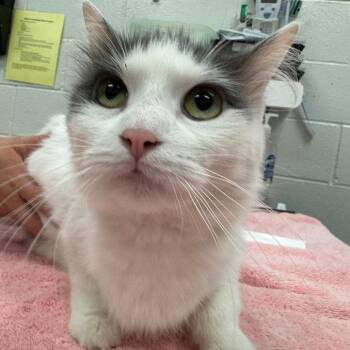 Sora -  Domestic Short Hair Cat for Adoption in Edwardsville, Illinois - Sora | PetCurious