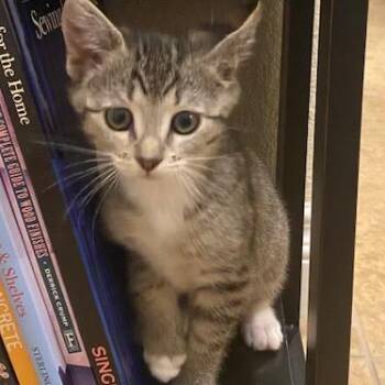Priscilla Skunk -  Domestic Short Hair Cat Available for Adoption in Las Vegas, Nevada - Priscilla Skunk | PetCurious