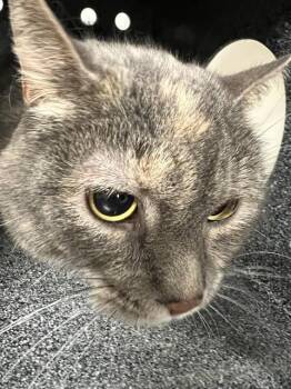 Domestic Short Hair Cats Available for Adoption in Casper, Wyoming - NALA | PetCurious