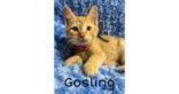 Domestic Short Hair Cats Available for Adoption in Newport, Kentucky - Gosling | PetCurious