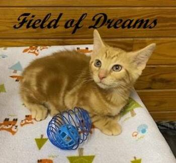 Field of Dreams -  Tabby Cat for Adoption in Southern Pines, North Carolina - Field Of Dreams | PetCurious