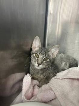 Venus -  Domestic Short Hair Cat for Adoption in Houston, Texas - Venus | PetCurious