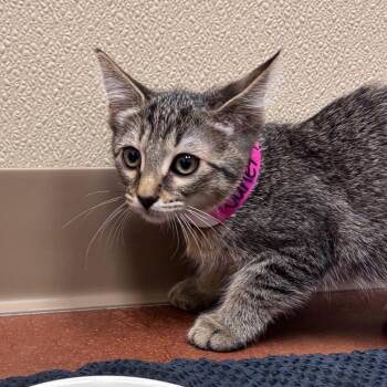 Domestic Short Hair Cats Available for Adoption in Goleta, California - Janet Pomegranate | PetCurious