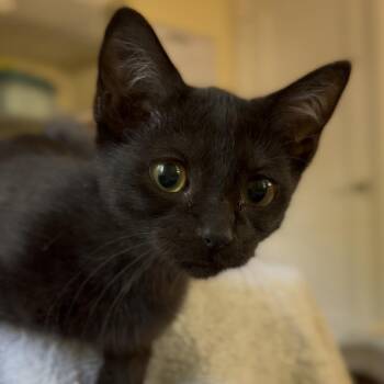 Misty -  Domestic Short Hair Cat for Adoption in Tustin, California - Misty | PetCurious