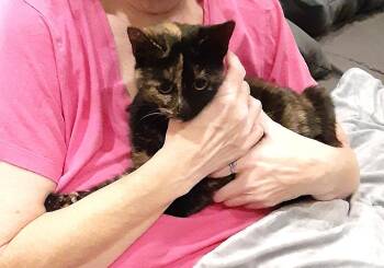 Domestic Short Hair Cats Available for Adoption - Tortia | PetCurious