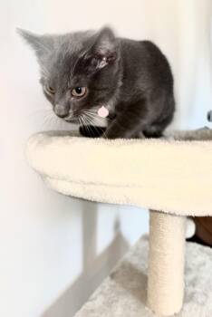 Smokey -  Domestic Short Hair Cat for Adoption in Moorestown, New Jersey - Smokey | PetCurious