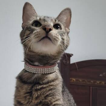 Penny -  Domestic Short Hair Cat for Adoption in Liverpool, Texas - Penny | PetCurious
