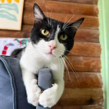 Sylvester The Brave -  Tuxedo and Domestic Short Hair Cat for Adoption in Friendswood, Texas - Sylvester The Brave | PetCurious