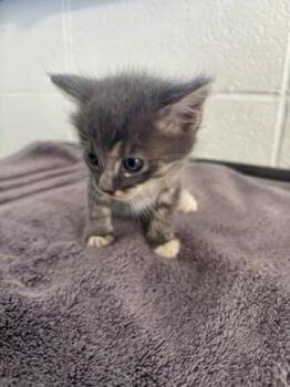 Bernice -  Domestic Short Hair Cat for Adoption in Port Allen, Louisiana - Bernice | PetCurious