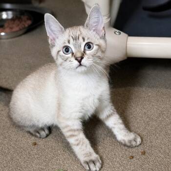 Frosting -  Domestic Short Hair Cat for Adoption in South Elgin, Illinois - Frosting | PetCurious