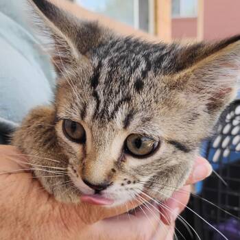 Jasper -  Domestic Short Hair Cat for Adoption in Grantsville, Utah - Jasper | PetCurious
