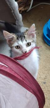 Rescue Domestic Medium Hair Cats for Adoption in Adrian, Michigan - Maisey | PetCurious