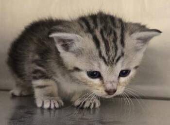 Oyster -  Domestic Short Hair Cat for Adoption in Westland, Michigan - Oyster | PetCurious