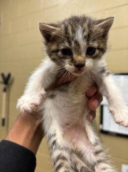 wallace -  American Bobtail Cat Available for Adoption in Douglasville, Georgia - Wallace | PetCurious