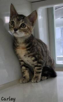 Carley -  Domestic Short Hair Cat for Adoption in Key Largo, Florida - Carley | PetCurious