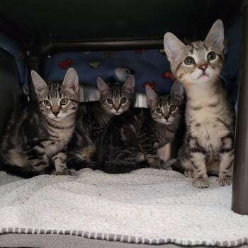 Puma -  Domestic Short Hair Cat for Adoption in Las Vegas, Nevada - Puma | PetCurious