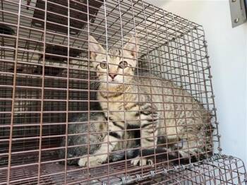CAROLINA -  Domestic Short Hair Cat for Adoption in Houston, Texas - CAROLINA | PetCurious