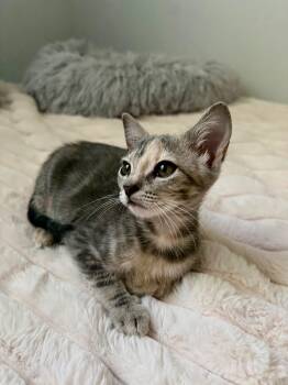 Sasha -  Domestic Short Hair Cat for Adoption in Boca Raton, Florida - Sasha | PetCurious