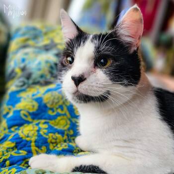 Domestic Short Hair Cats Available for Adoption in Spokane, Washington - Sandy Gallito 7910-03 | PetCurious