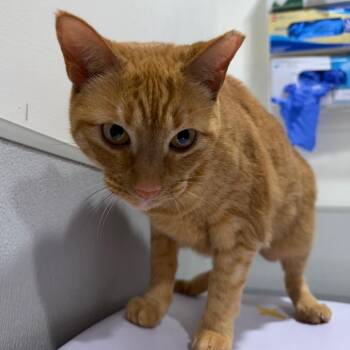 Smitty -  Domestic Short Hair Cat for Adoption in Tampa, Florida - Smitty | PetCurious