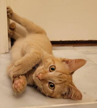 Rescue Domestic Short Hair Cats for Adoption in Murfreesboro, Tennessee - Katnip | PetCurious