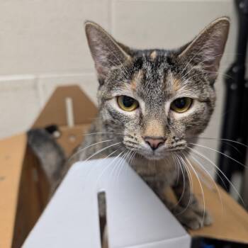 Honeybutter -  Domestic Short Hair Cat for Adoption in Dekalb, Illinois - Honeybutter | PetCurious