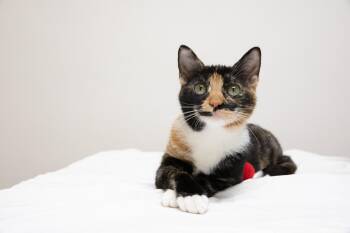 Tiger Lily -  Domestic Short Hair Cat for Adoption in Montclair, New Jersey - Tiger Lily | PetCurious