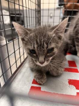 JENN -  Domestic Short Hair Cat for Adoption in Las Vegas, Nevada - JENN | PetCurious