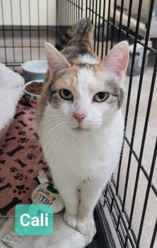 Cali -  Domestic Short Hair Cat for Adoption in Richmond, Indiana - Cali | PetCurious