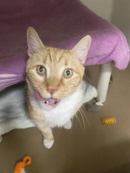 Domestic Short Hair Cats Available for Adoption in Boston, Massachusetts - KITTY KITTY ORANGE | PetCurious