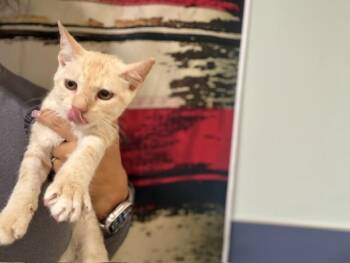 Domestic Short Hair Cats Available for Adoption in Doral, Florida - FIA | PetCurious