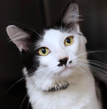 Aries (AO37504) -  Domestic Medium Hair Cat for Adoption in Kansas City, Kansas - Aries (AO37504) | PetCurious